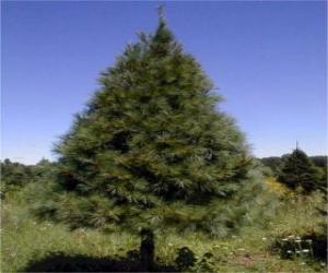 yapboz Göknar - Noel ağacı